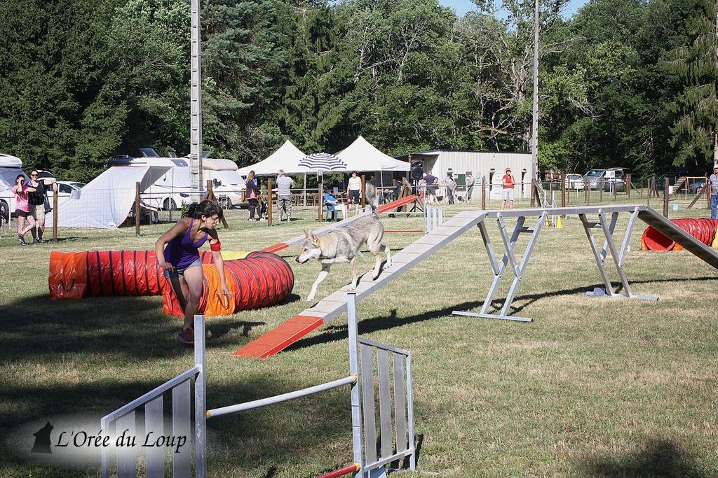 chien-loup-tchecoslovaque-agility