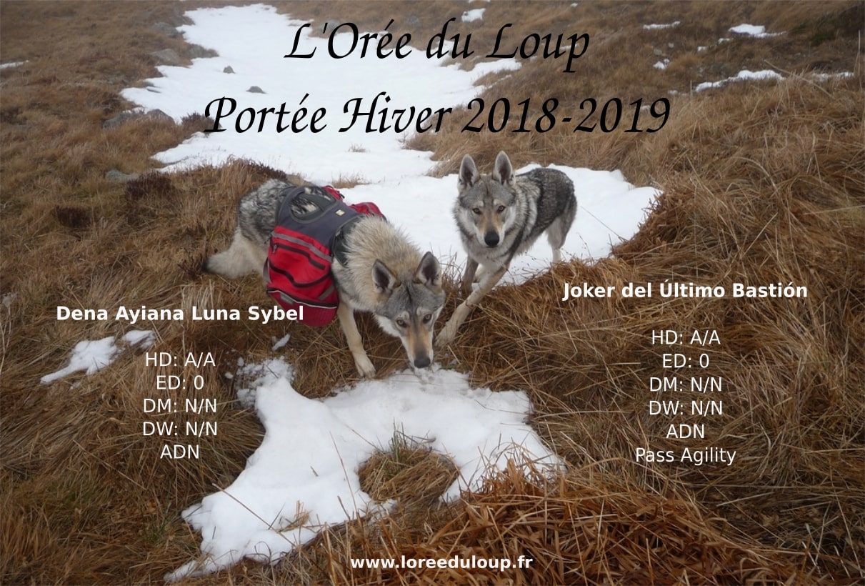 chiots chiens loups tchecoslovaques - Loiret - Orléans - pour janvier 2019 