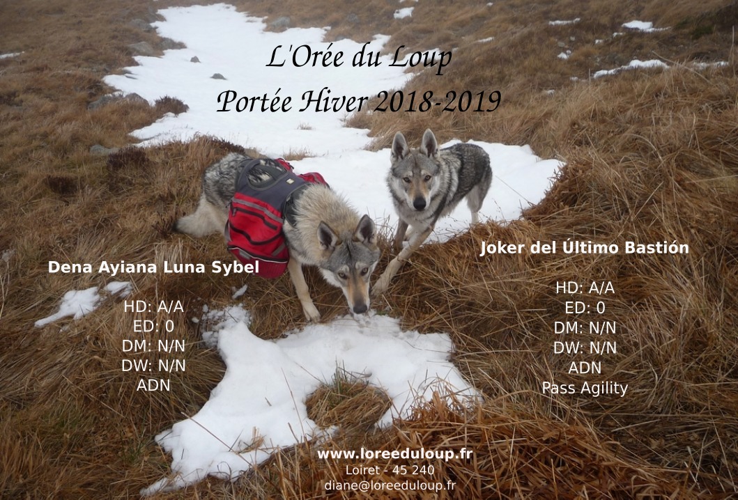 chiots-chien-loup-tchecoslovaque-portee-2018-orleans-l-oree-du-loup