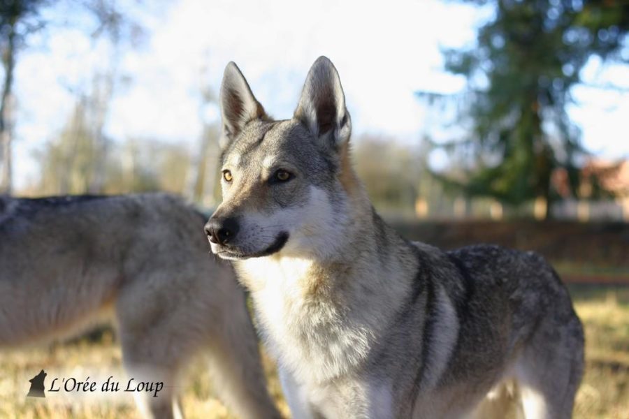 chien-loup-tchecoslovaque