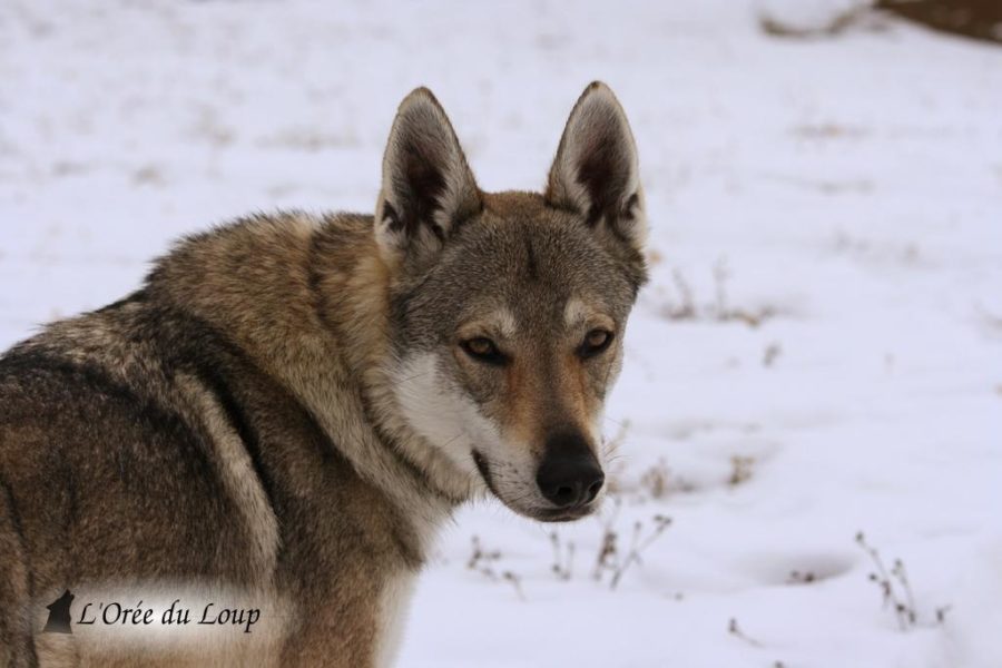 chien-loup-tchecoslovaque