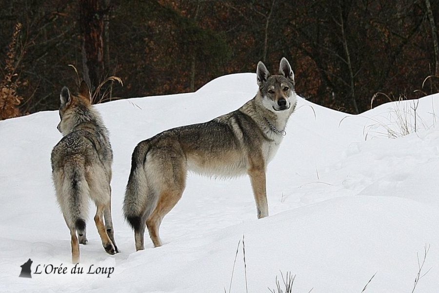 chien-loup-tchecoslovaque