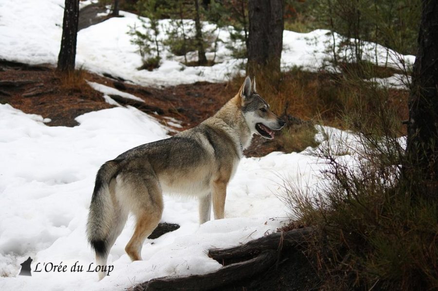 chien-loup-tchecoslovaque