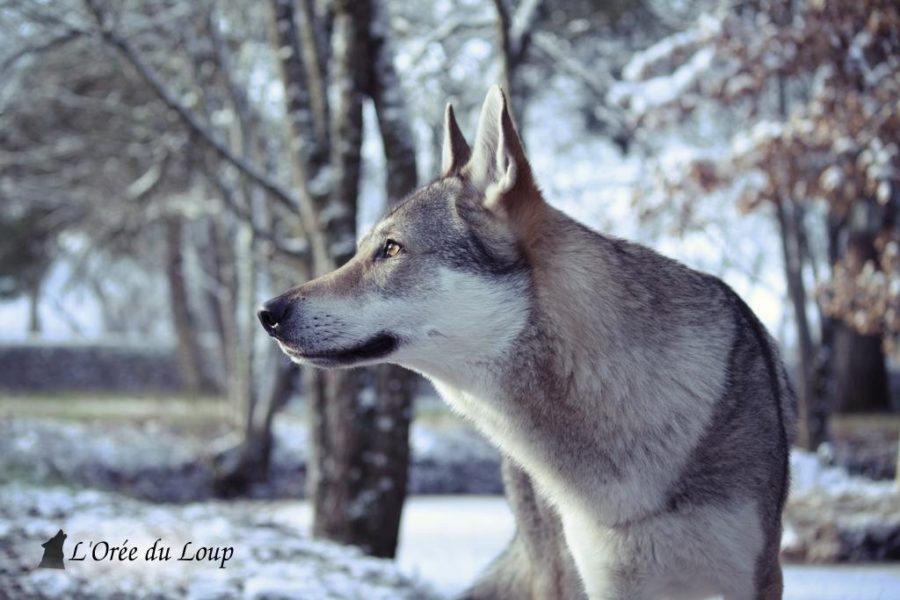 chien-loup-tchecoslovaque