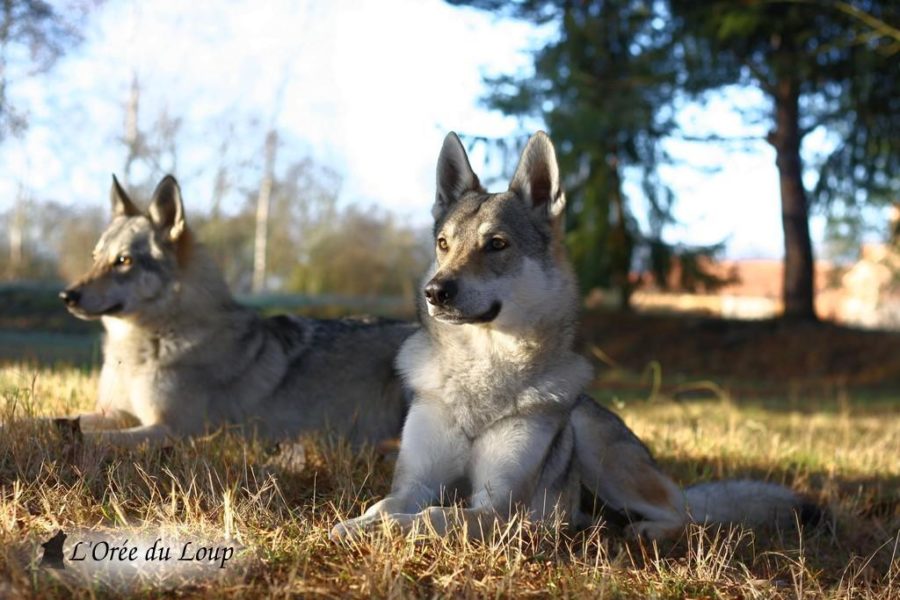 chien-loup-tchecoslovaque