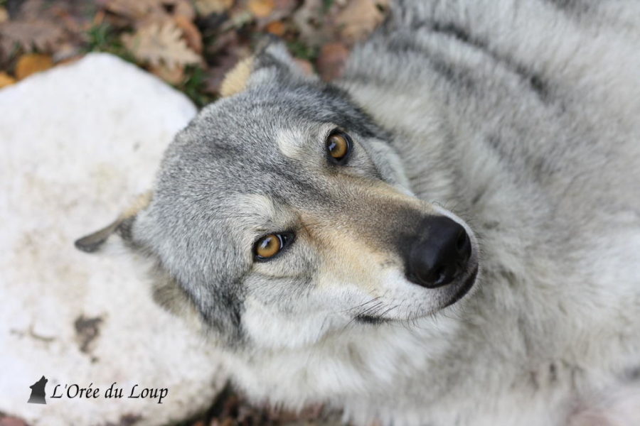 chien-loup-tchecoslovaque