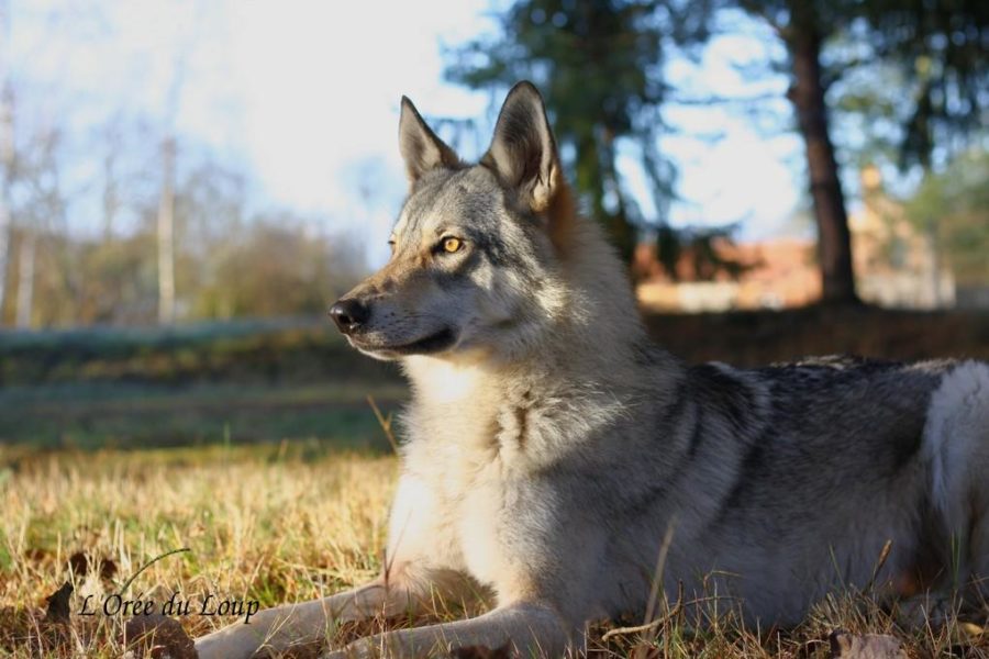 chien-loup-tchecoslovaque