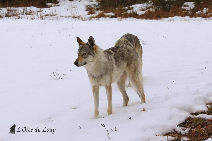 chien-loup-tchecoslovaque