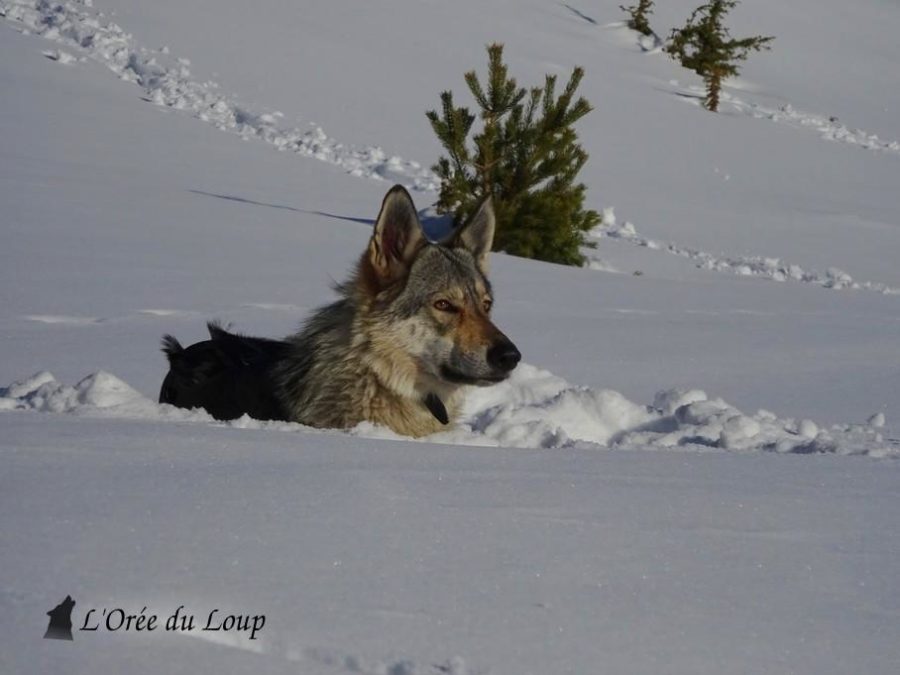 chien-loup-tchecoslovaque-neige