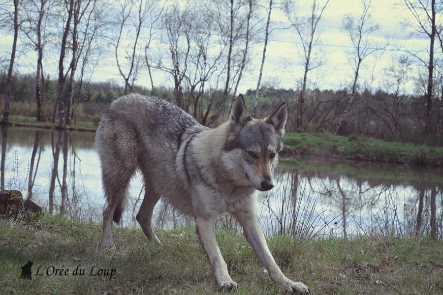 chien-loup-tchecoslovaque