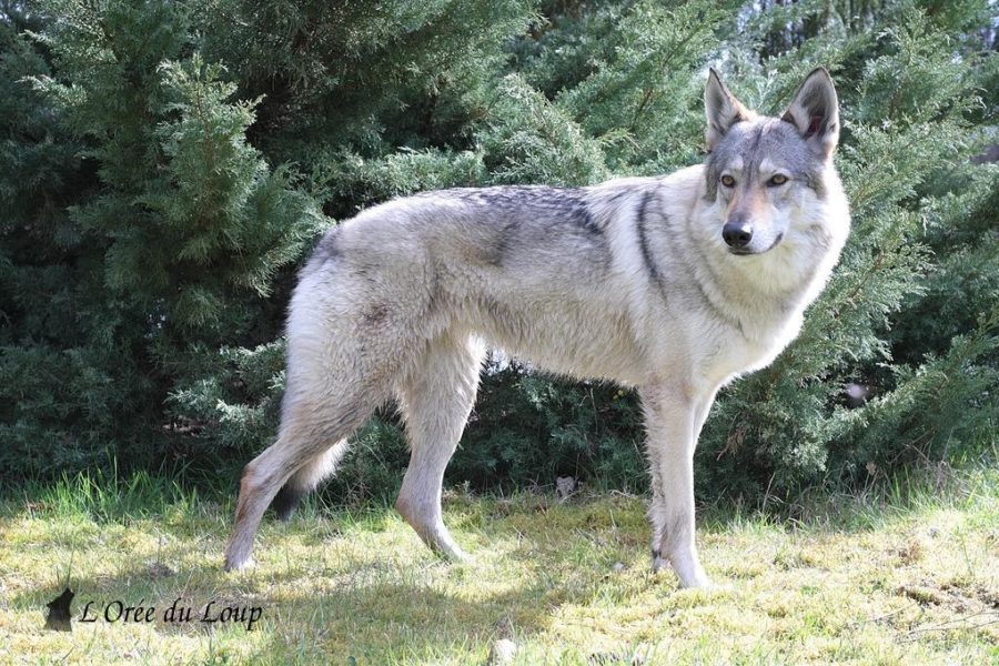 chien-loup-tchecoslovaque