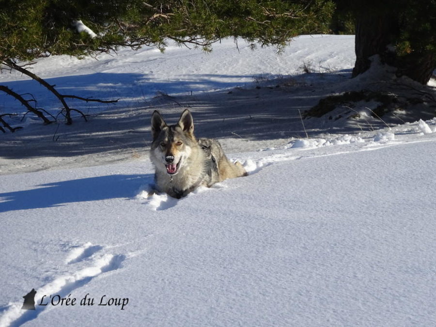 chien-loup-tchecoslovaque-neige
