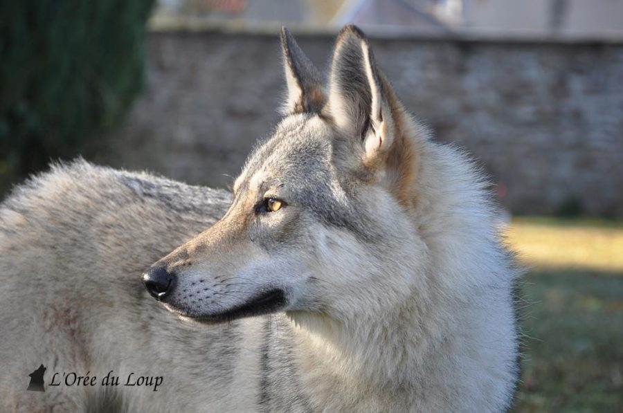 chien-loup-tchecoslovaque