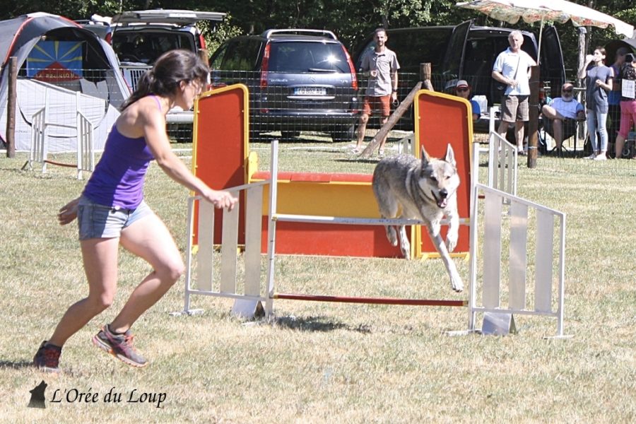 chien-loup-tchecoslovaque-agility