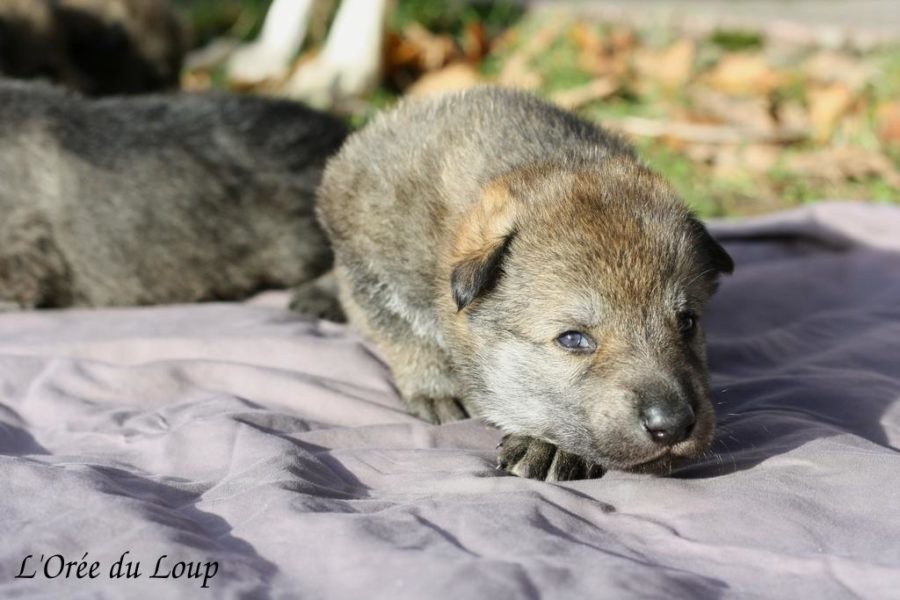 chiot chien-loup tchécoslovaque