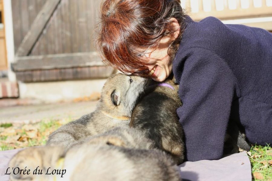 chiot chien-loup tchécoslovaque