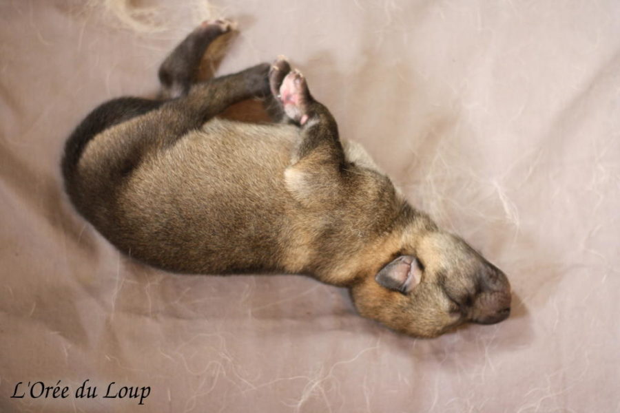 chiot-chien-loup-tchecoslovaque-3jrs