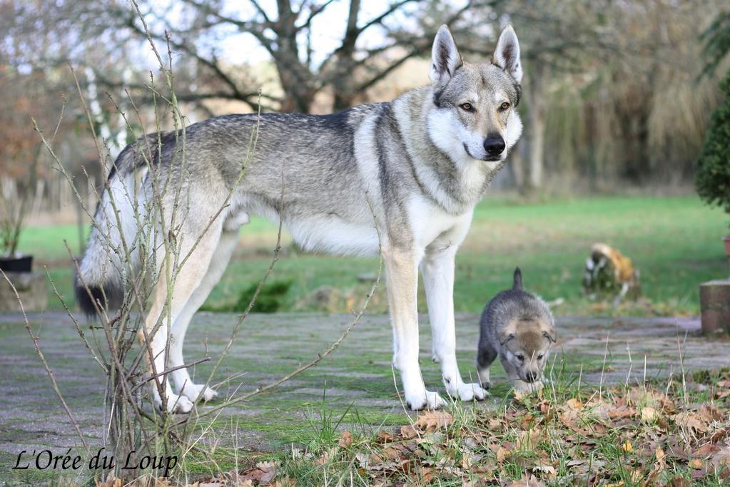 chienlouptchecoslovaquechiots32j6 L'Orée du Loup