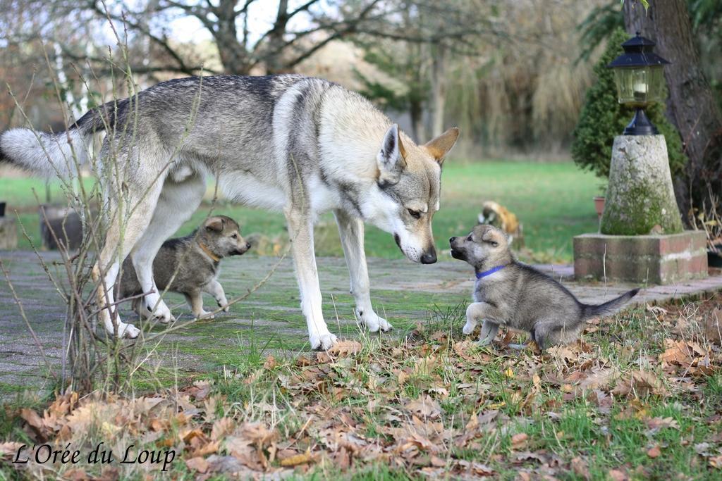 chien-loup-tchecoslovaque-chiots-32j-7 | L'Orée du Loup