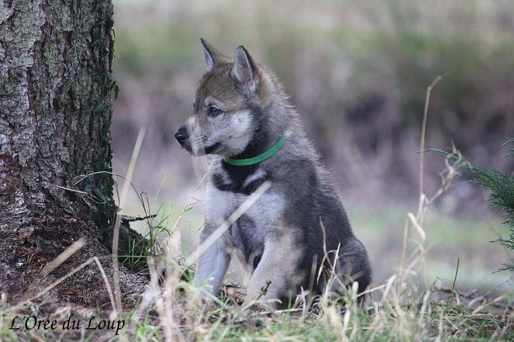chienlouptchecoslovaquechiots45j11 L'Orée du Loup