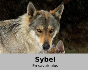 Sybel