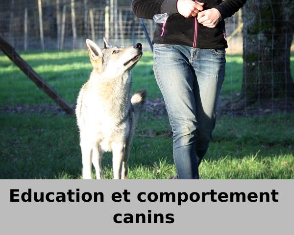 education-chien