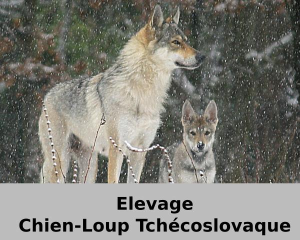 elevage-chien-loup