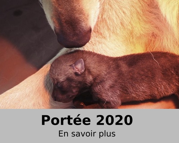 portee-2020-l-oree-du-loup