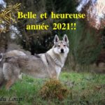 loree-du-loup_bonne-annee
