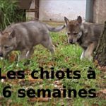 chiot-l-oree-du-loup-6-semaines