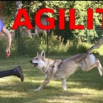 loree-du-loup_agility_chien-loup