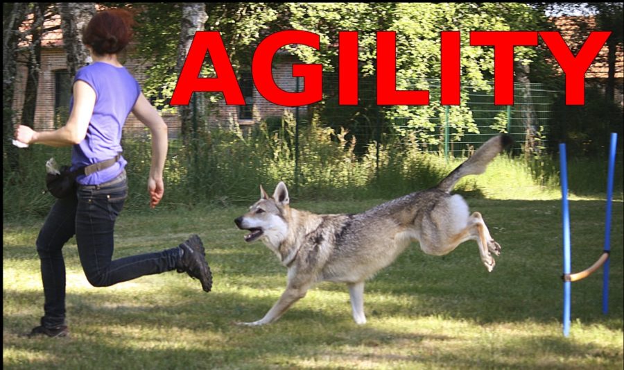 loree-du-loup_agility_chien-loup