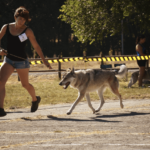 Exposition canine spéciale chien-loup tchécoslovaque - L'Orée du Loup