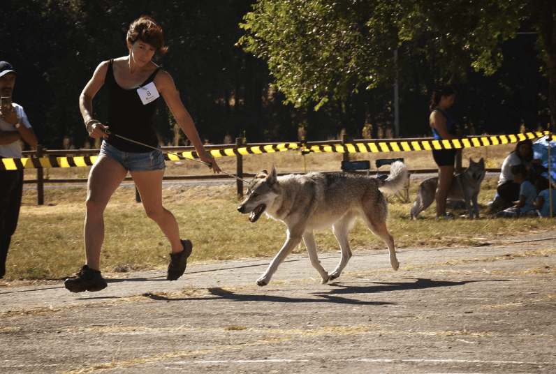 Exposition canine spéciale chien-loup tchécoslovaque - L'Orée du Loup