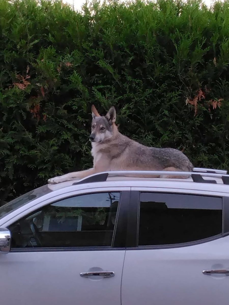 janko de l'orée du loup sur la voiture