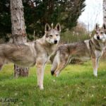 oural et kira - l'orée du loup - chien loup tchécoslovaque