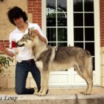 l'orée du loup à l'exposition canine de Chartres - Baikal