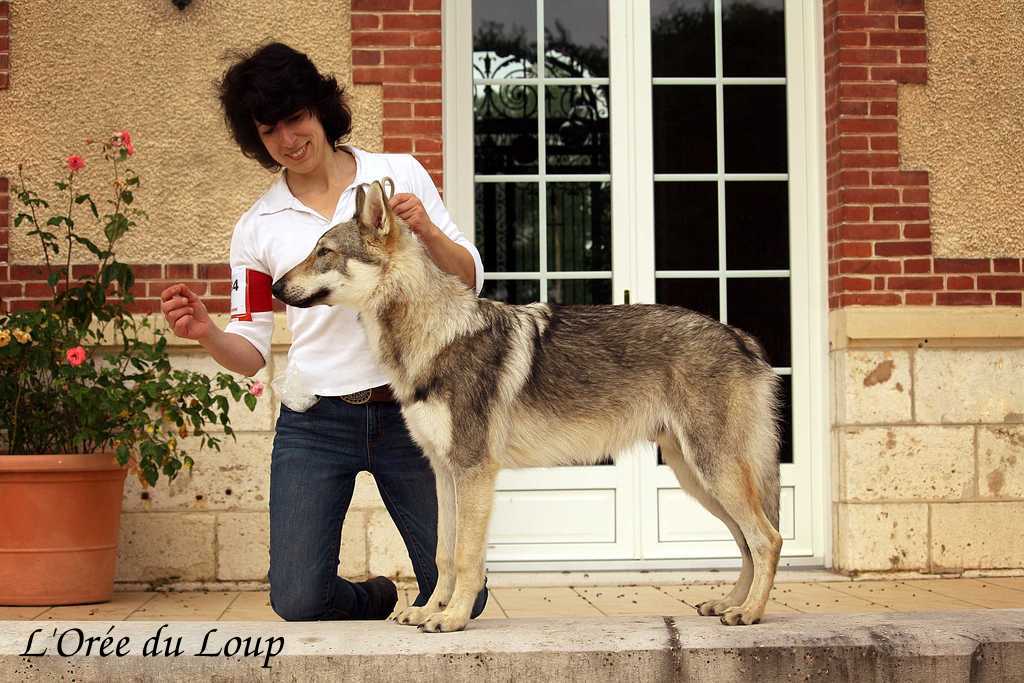 l'orée du loup à l'exposition canine de Chartres - Baikal