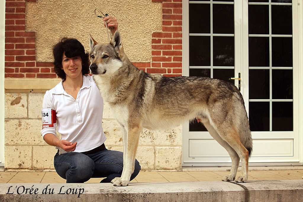 l'orée du loup à l'exposition canine de Chartres - Kira