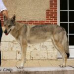 l'orée du loup à l'exposition canine de Chartres - Oural