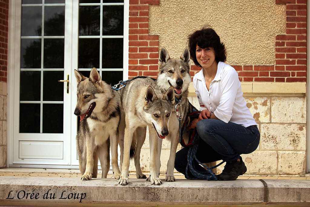 l'orée du loup à l'exposition canine de Chartres