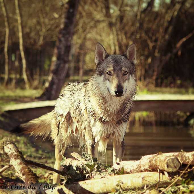 L'Orée du Loup Baïkal à 15 mois