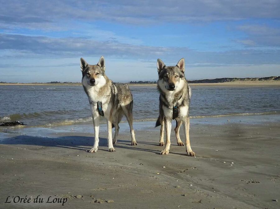 L'Orée du Loup: Baïkal et Kira à la plage