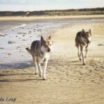 L'Orée du Loup: Baïkal et Kira à la plage