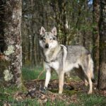 L'Orée du Loup Baïkal 16 mois