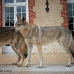 Oural de l'Orée du Loup Best of Breed en exposition canine