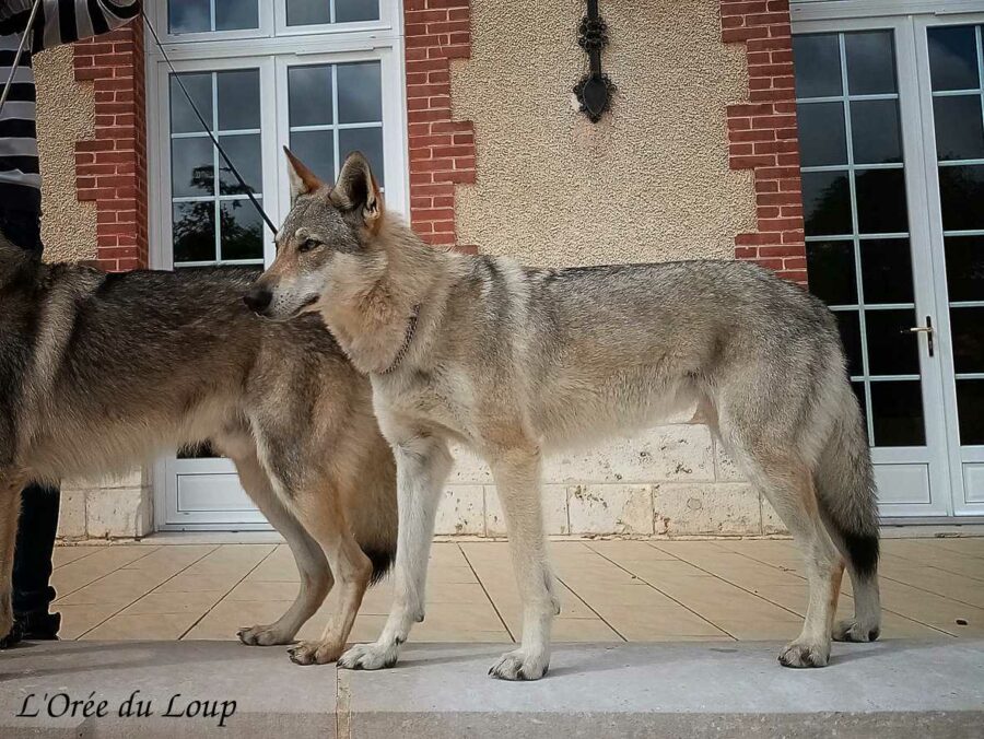 Oural de l'Orée du Loup Best of Breed en exposition canine