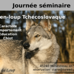 découvrez le chien-loup tchécoslovaque