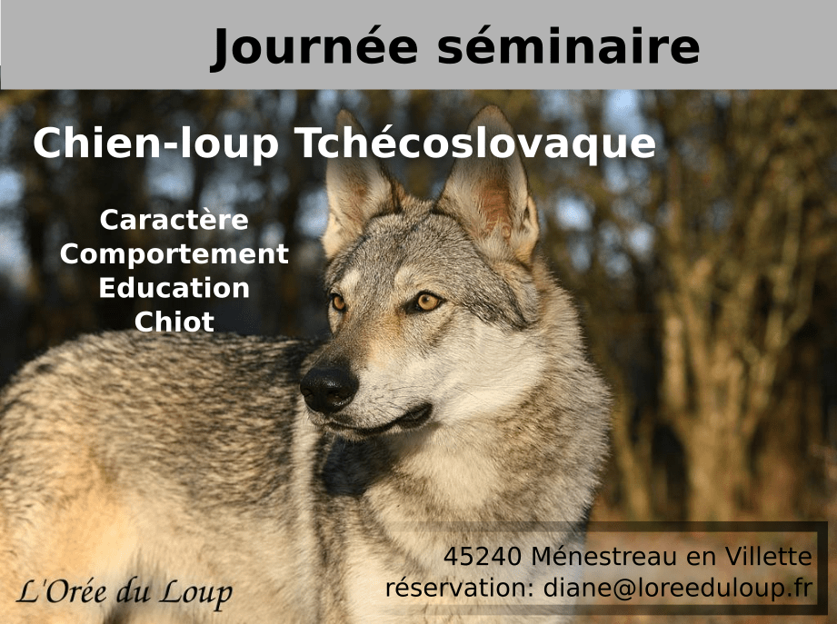 découvrez le chien-loup tchécoslovaque