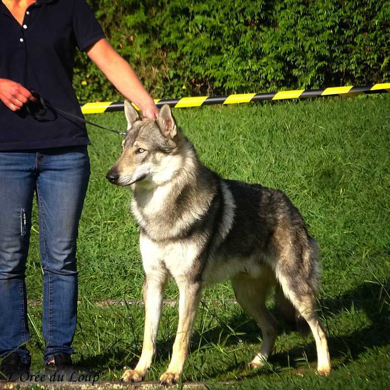 Baïkal de l'orée du loup